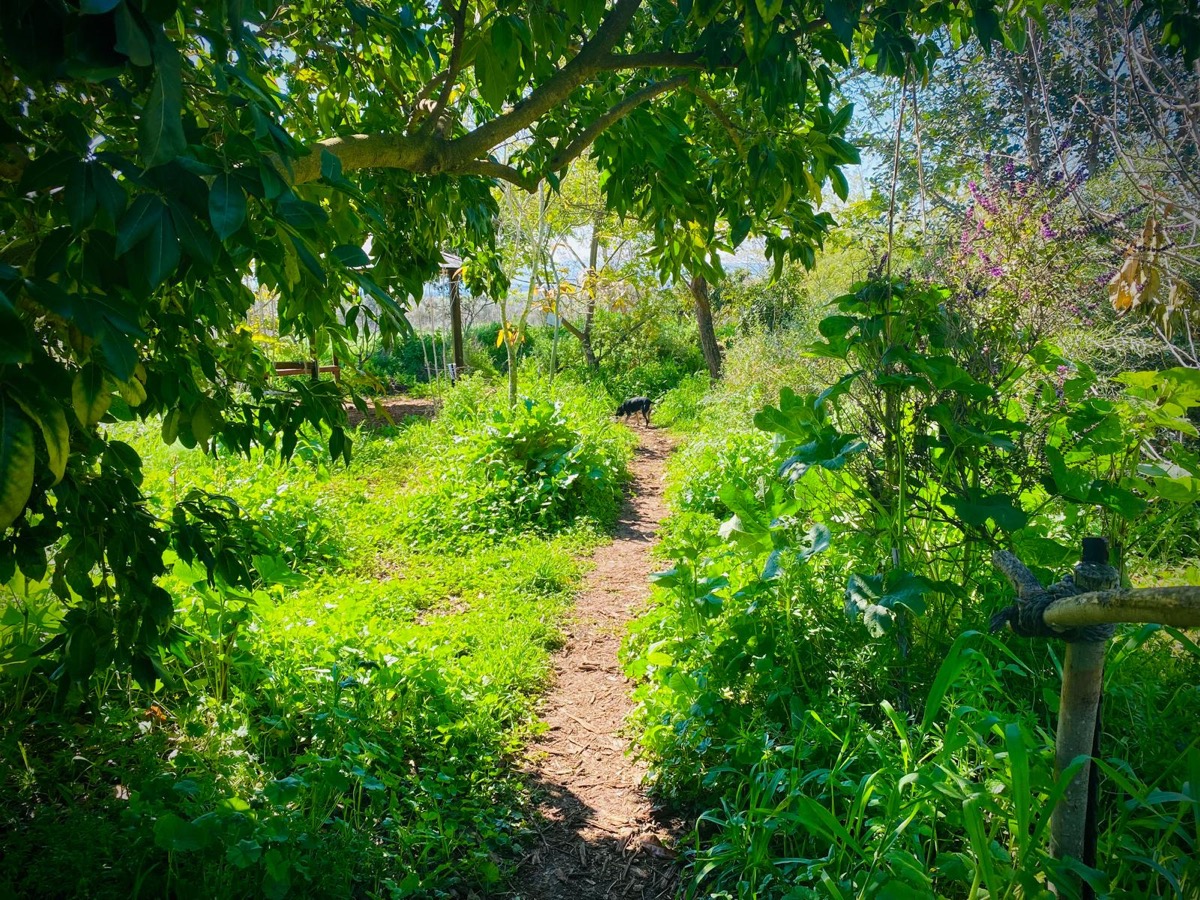 יער המאכל - המרחב